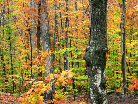 fall colors